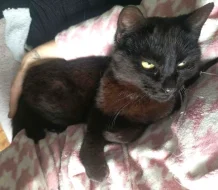 Kocourek Alex hledá nový domov