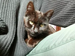 Kocourek Alex hledá nový domov