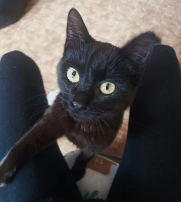 Kocourek Alex hledá nový domov