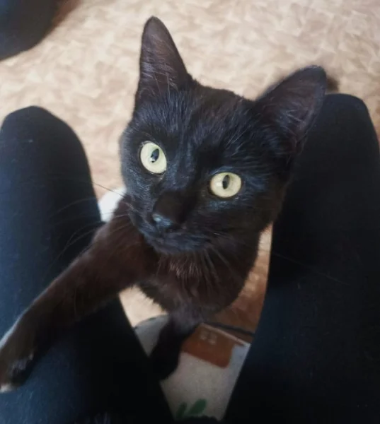 Kocourek Alex hledá nový domov