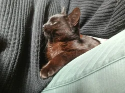 Kocourek Alex hledá nový domov