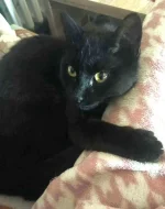 Kocourek Alex hledá nový domov