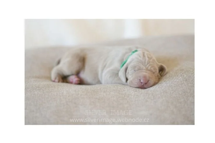 Výmarský ohař - štěně s PP