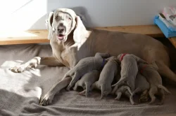 Výmarský ohař - štěně s PP