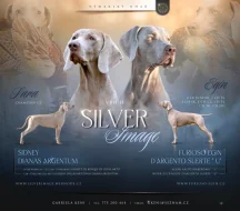 Výmarský ohař - štěně s PP