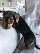 Jezevčík hladkosrstý trpasličí bez PP