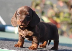 Jezevčík hladkosrstý trpasličí bez PP