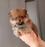 Pomeranian