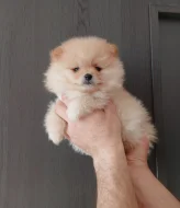 Pomeranian
