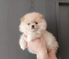 Pomeranian