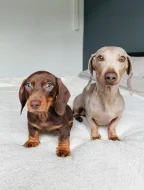 Jezevčík hladkosrstý trpasličí s PP