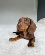 Jezevčík hladkosrstý trpasličí s PP