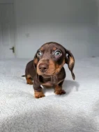 Jezevčík hladkosrstý trpasličí s PP