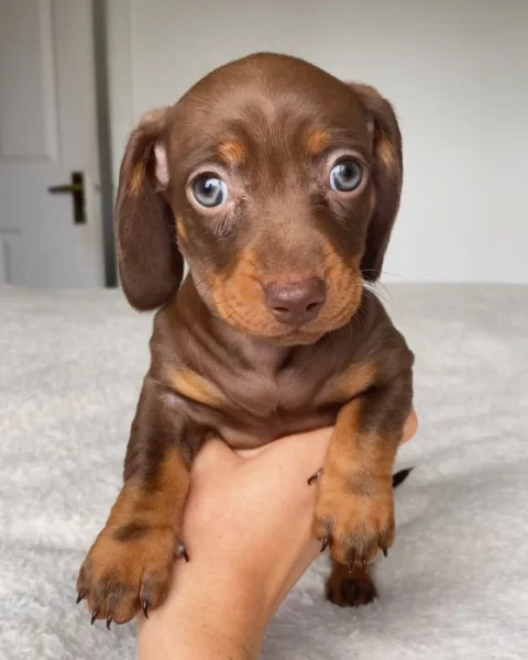 Jezevčík hladkosrstý trpasličí s PP