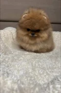 Nabízím k prodeji štěňata pomeranian