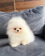 Nabízím k prodeji štěňata pomeranian