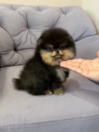 Nabízím k prodeji štěňata pomeranian