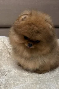 Nabízím k prodeji štěňata pomeranian