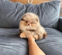 Nabízím k prodeji štěňata pomeranian