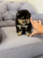 Nabízím k prodeji štěňata pomeranian