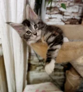 Mainská myvali kote s PP