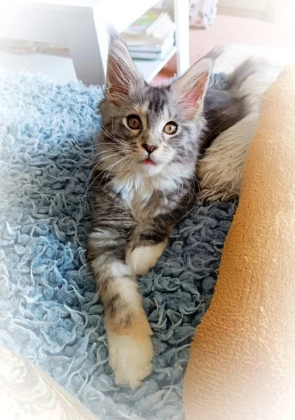 Mainská myvali kote s PP