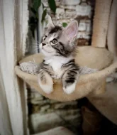 Mainská myvali kote s PP