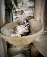 Mainská myvali kote s PP