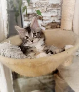 Mainská myvali kote s PP