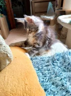 Mainská myvali kote s PP