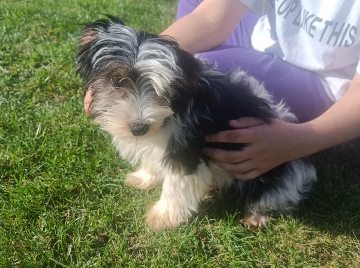 Biewer terier - pejsci /kluci/ bez pp