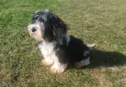 Biewer terier - pejsci /kluci/ bez pp