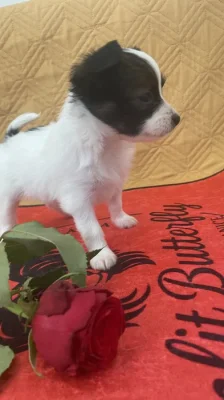 Štěně Papillon – krásná fenečka s PP