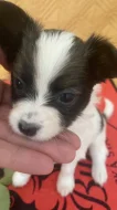 Štěně Papillon – krásná fenečka s PP
