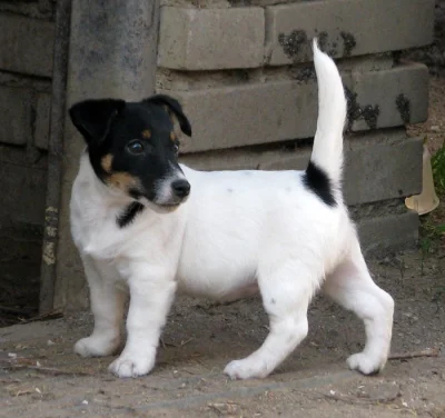 Hladkosrstý pejsek-štěňátko Jack Russell teriéra s PP k odběru