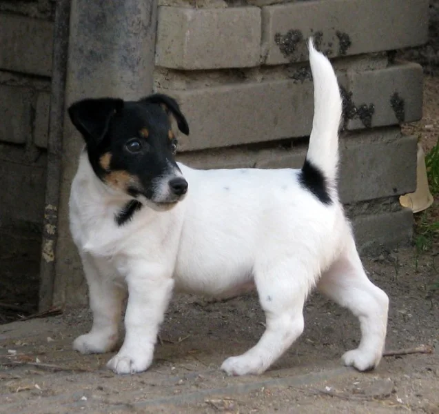 Hladkosrstý pejsek-štěňátko Jack Russell teriéra s PP k odběru