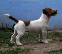Hladkosrstý pejsek-štěňátko Jack Russell teriéra s PP k odběru