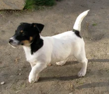 Hladkosrstý pejsek-štěňátko Jack Russell teriéra s PP k odběru