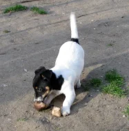 Hladkosrstý pejsek-štěňátko Jack Russell teriéra s PP k odběru