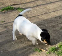 Hladkosrstý pejsek-štěňátko Jack Russell teriéra s PP k odběru