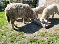 Ovce Merino křížené s ovce Suffolk