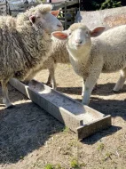 Ovce Merino křížené s ovce Suffolk
