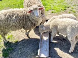 Ovce Merino křížené s ovce Suffolk