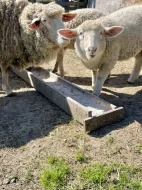 Ovce Merino křížené s ovce Suffolk