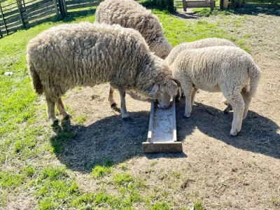 Ovce Merino křížené s ovce Suffolk