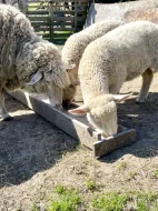 Ovce Merino křížené s ovce Suffolk