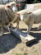 Ovce Merino křížené s ovce Suffolk
