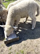 Ovce Merino křížené s ovce Suffolk