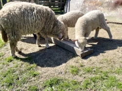 Ovce Merino křížené s ovce Suffolk