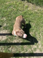 American bully pocket